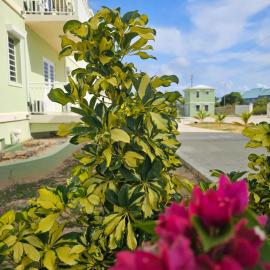 Santa Cruz Suites、Lower South Hillのホテル