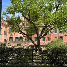 Golden Venezia Guest Rooms