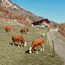 Chalet Luna - Authentic Swiss Chalet by Lake Brienz، فندق في نيدريد