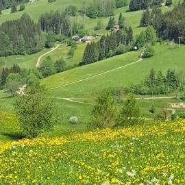 Ferienwohnung im Schwarzwald mit Blick ins Grüne und Balkon