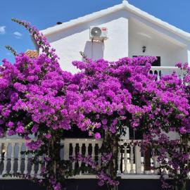 Holiday House Harmony