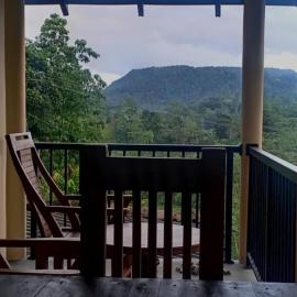 Rainforest Hide View