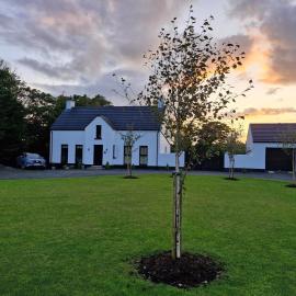 Plum Tree Cottage