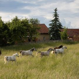 Siedlisko Agricola Mazury