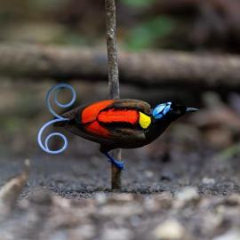3-Day Waigeo Birdwatching Expedition, hotel in Pulau Saonek-kecil