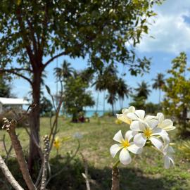 Tiny beach house- Coconut Garden With Free Row Boat