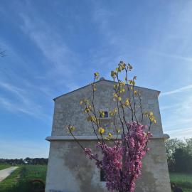 Logis de Bois Roche 3 Le Pigeonnier