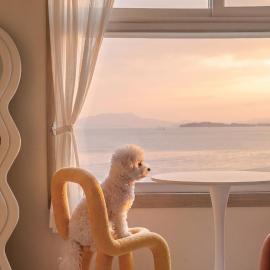 yeosu canada meo village pet pension