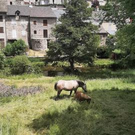 Maison de village Base-rando Margeride 1 Appart 6 personnes et 1 Duplex 8 personnes, hotel in Serverette
