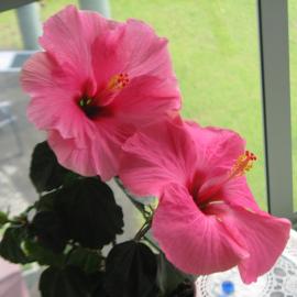 Hibiscus Bed & Breakfast, hotel in Waihi Beach