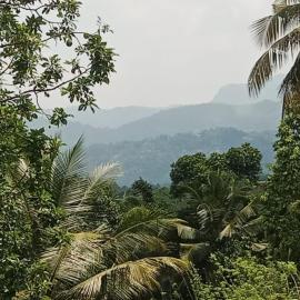 Veiw paddy field home stay