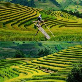 Mùa Vàng Homestay Mù Cang Chải, hotel a Mù Cang Chải