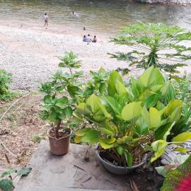 Rio Cañas Mingueo, hótel í Mingueo