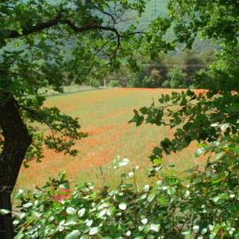 B&B face a la foret de cedre, hotel a Lacoste