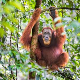 SumateraTrekingOrangutanPatrol: Bukit Lawang şehrinde bir otel