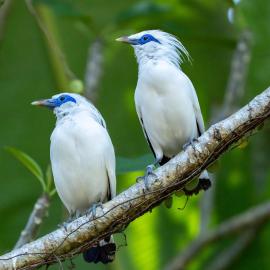 Svarga Uma Cottage - Unwind Amidst Bali Starling Sanctuary, hotell sihtkohas Penebel