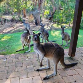 Yelverton Brook Conservation Sanctuary, hotel in Metricup