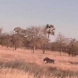 Paradise Camp Rooms, хотел в Grootfontein