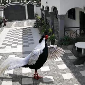 Cutting Edge Guest House, hotel in Lamin