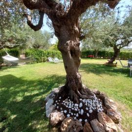 Olive Harmony House