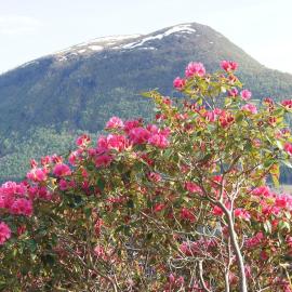 Engeset Villa, hotelli kohteessa Volda