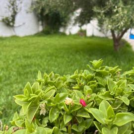 3 bedroom Villa with garden, hotel Ez Zahra városában 