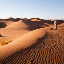 Arabian Horse camp