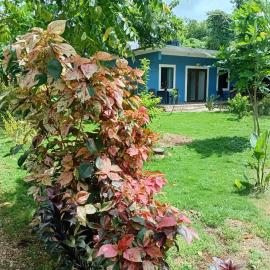 Jack Fruit House, хотел в Негрил