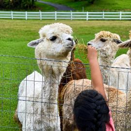 Mountaintop RV Camping with Alpacas at Deep Creek Lake