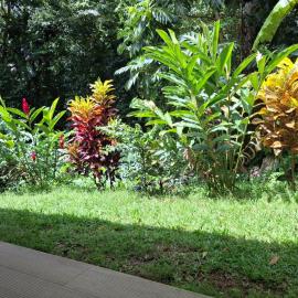 Kay Canou - Vue jardin tropical - Calme & nature