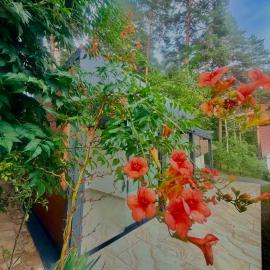Pine Apartman Oasis Apartman, hotel em Zavidovići