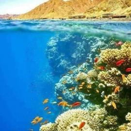 Sunny Dahab