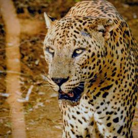 Dedunu Resort & Yala Safari