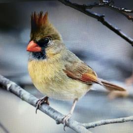 Buda-Bird On The Wire