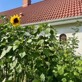 Langagergaard B&B - Thy, khách sạn ở Thisted