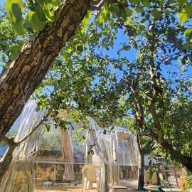 Domus Olea B&B Eco Bio House Igloo