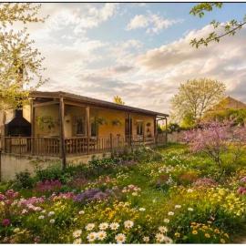 Dendro House