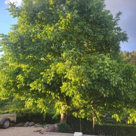 Goodstone Ferien