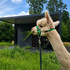 Tinyhouse Alpakas Ruhe&Natur Lavendelnest Südburgenland- Frühstück zubuchbar, hotel a Eltendorf