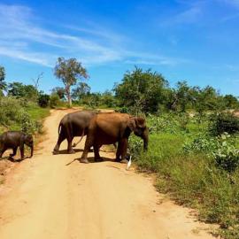 Elephant paradise Safari resort