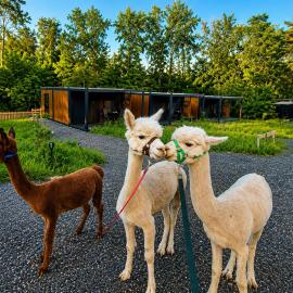 Tinyhouse mit Alpakas - Ruhe &Natur Rosmarinzeit Südburgenland-Frühstück zubuchbar, khách sạn ở Eltendorf