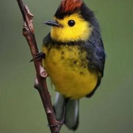 Buda-Bird On The Wire