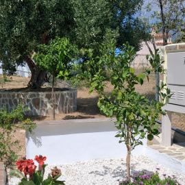 La bouganvillia à Érétrie, Ile d'Eubée, Grèce