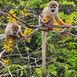 Amazonas Eco Tour - Private Jungle Tour, River Tour or Great Adventure TOUR INCLUDED ONLY IN DELUXE ROOMS, מלון בIranduba