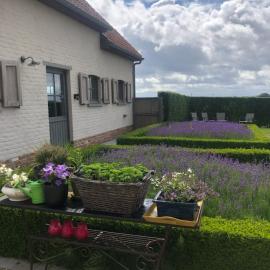 Cottage d'Hoge Schure