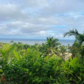 Palm Trees