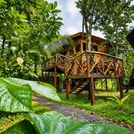 Tree House River