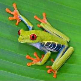SENDERO red Eyed tree frogs tours, hotel em La Mina