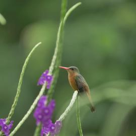 Finca Colibri, vue incroyable sur le Golfe de Nicoya, en Pleine Nature, ferry Playa Najanjo, Hotel in Cabo Blanco