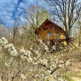 Dealu Leului에 위치한 호텔 Colț Verde 1 - Log Cabin in the forest-Experience